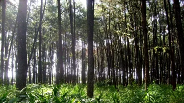 Pepohonan pinus di hutan Pinus II Banjarbaru.